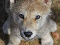 Baby wolf