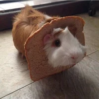 Guinea pig 