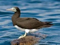 Brown booby