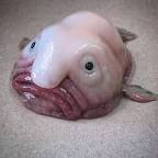 Blobfish