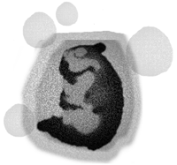 Lament Signal Chomik