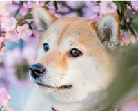 Bella the Shiba Inu 