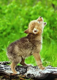 Abused wolf pup