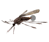 Giant Mosquito