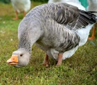 Goose