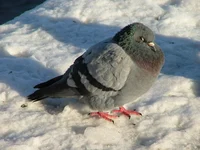 Fluffy pigeon owner