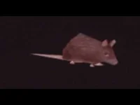 Twerking Rat