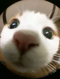 Combat medic trainin