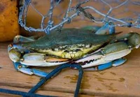 angry blue crabs