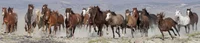 Herd of Horses