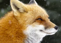 Fox Person