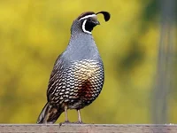 California quail