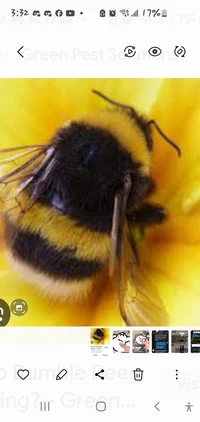 Fluffy bee