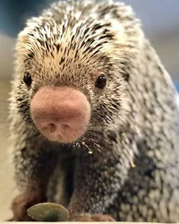 Brazilian Porcupine 