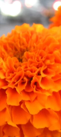 Marigold