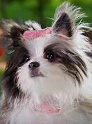 Oppsie Pup Academy