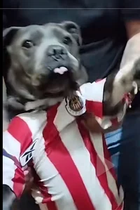 Chivas DOG