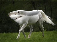 shark horse