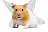 Flying hamster