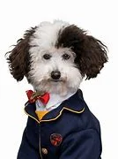Whiz Pup academy