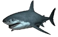 Shark