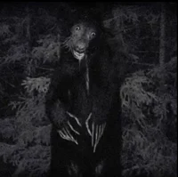 Scary bear