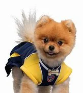 Pom Pom Pup Academy