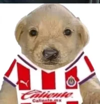 Perro chivas 
