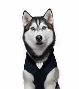 DOG Pup Academy