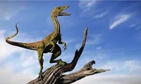 compsognathus