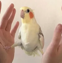 Bawk 