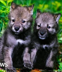 Scared wolf pups