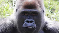 Gorilla