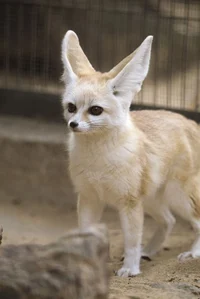 Fennec Fox