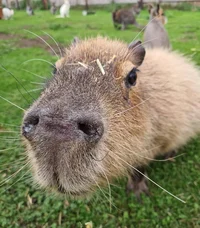 Capybara