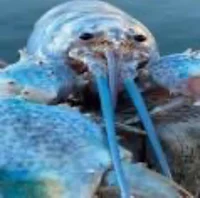 Blue lobster