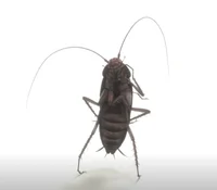 Ezekiel Cockroach