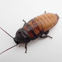 A Cockroach