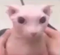 Bingus