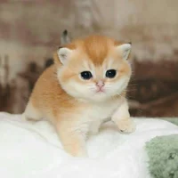 Cute kitten