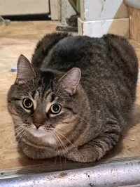 loaf