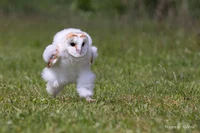 BABY OWL IN THE RUN