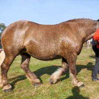 Brown Draft Horse