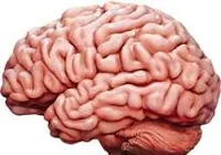 Brain