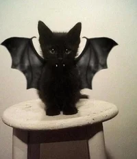 bat cat