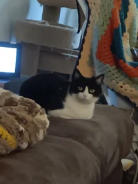 Pepper