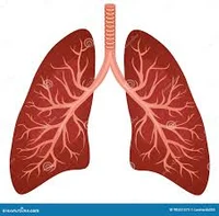 Lungs 