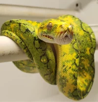 Friendly Tree Python