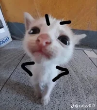 Gatito enojado 