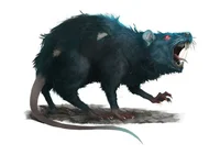 rat